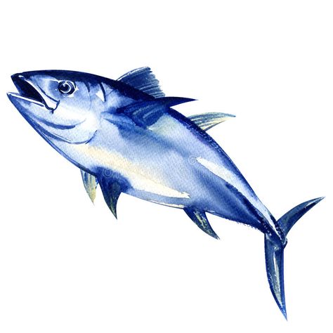 Tuna Illustration, Tuna Art, Fishing Illustration, Skipjack Tuna, Fish Nature, Bluefin Tuna, Sea Fishing, Sea Fish, Flora And Fauna