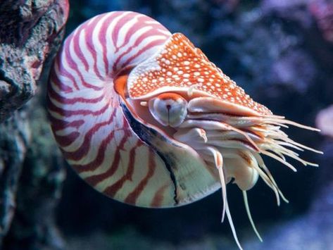 Bizarre Animals, Chambered Nautilus, Living Fossil, Fauna Marina, Animal Guides, Monterey Bay Aquarium, Marine Fish, Extinct Animals, Endangered Animals