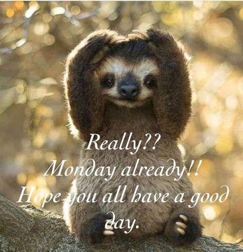 Monday Funnies, Monday Jokes, Squirrel Memes, Family Day Quotes, Inspirational Friend Quotes, Monday Quote, Monday Greetings, Monday Pictures, Happy Monday Quotes