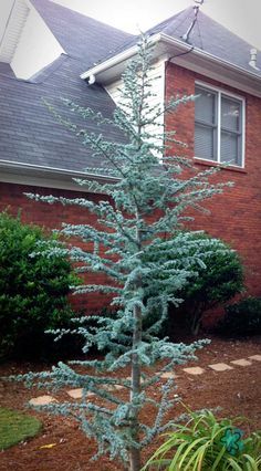 A show-stopping Blue Atlas Cedar adding elegance to any landscape ... Nevada Plants, Deck Gardens, Blue Atlas Cedar, Front Yard Flowers, Evergreen Landscape, Atlas Cedar, Conifers Garden, Front Yard Plants, Northern Nevada