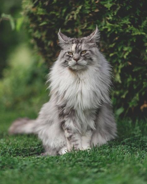 Cat Loves on Twitter: "#CatsOfTwitter #cat #Caturday 🐾🐾 wow... 🤍😃… " Mainecoon Cat Aesthetic, Maine Cooney Cats, Cat Mainecoon, Mainecoon Cat, Aesthetic Cats, Siberian Cat, Cat Photography, Looks Street Style, Fluffy Cat