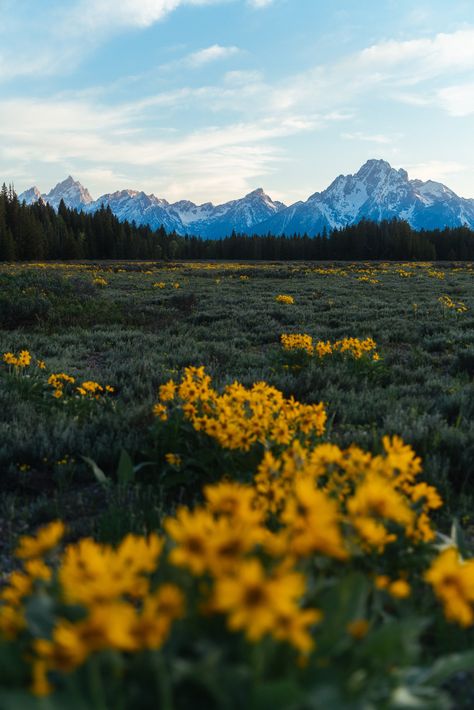 An HD photo of wildflowers and the sunset in Grand Teton National Park, Wyoming. Interested in another photo from my website coleudall.com? Send me a message on here or Instagram @coleudall and let me know! Flowers Sunset, Mountains Aesthetic, Colorado Photography, Ur Mom, Adventure Aesthetic, Pretty Landscapes, Fine Art Photography Print, Photography Prints Art, Fall Pictures