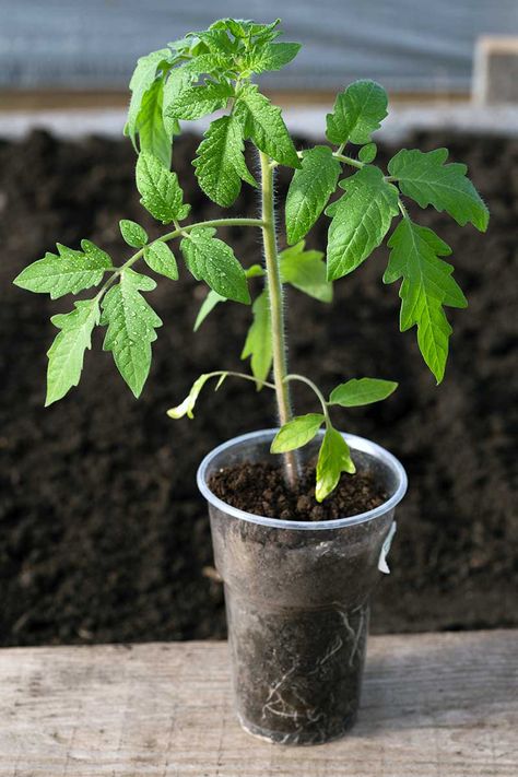 Want to grow tomatoes from seed? You’ll save money and expand your options with a fascinating assortment of colorful and tasty tomato varieties. Learn when to start these summer vegetables and what you’ll need, with step by step instructions. Read more now on Gardener’s Path. #vegetablegarden #tomato #gardenerspath Tomatoes Plants Growing, How To Plant Tomatoes From Seeds, Grow Tomatoes From Seed, Tomato Seeds Starting, How To Grow Tomatoes From Seeds, Planting Tomatoes From Seed, Planting Tomatoes In Garden, Spoon Tomatoes, Tomatoes Plant