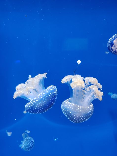 Two Jellyfish, 2 Jellyfish, Jellyfish Aesthetic, Jellyfish Pictures, Sea Jellies, Princess Jellyfish, Two Cuties, Blue Jellyfish, Jelly Fish