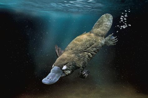 Platypus Wallpapers High Quality | Download Free Platypus Illustration, Platypus Tattoo, Platypus Drawing, Crochet Platypus, Baby Platypus, Duck Billed Platypus, Animal Aesthetic, Wallpapers Beautiful, Australia Animals