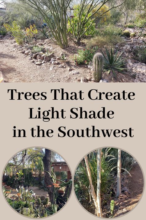 Trees That Create Light Shade in the Southwest Desert Shade Plants, Desert Trees Landscape, Southwest Landscape Ideas Texas, Sonoran Desert Backyard Landscape, Desert Trees Drought Tolerant, Red Hills Desert Garden, Southwest Landscaping, Desert Shade, Drought Tolerant Trees