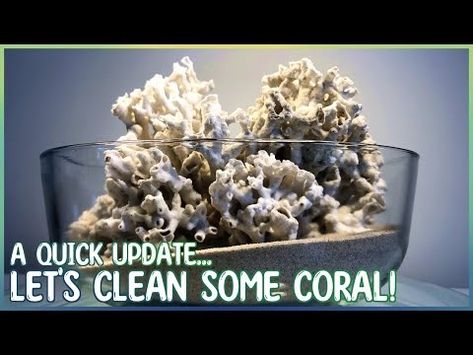 Cleaning Coral with Bleach | Displaying Beach Finds at Home - YouTube Beach Coral, Beach Finds, Clean Beach, Beach Combing, School Holidays, The School, Sea Shells, Bleach, Shells