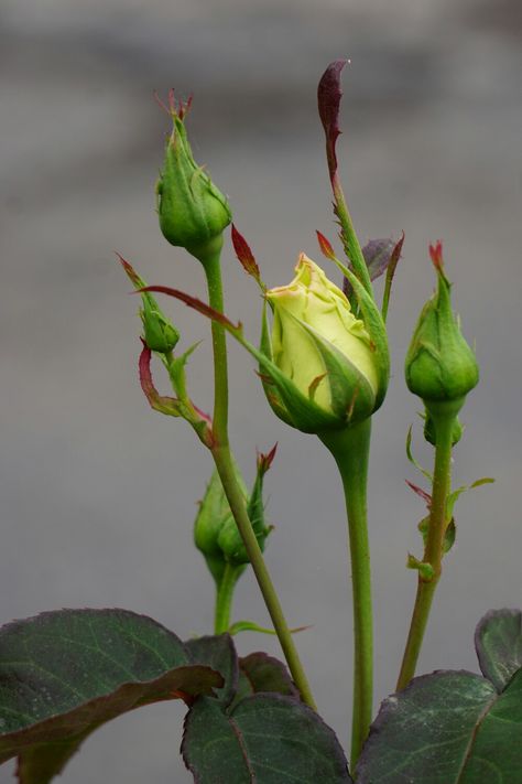 Visual Elements Of Art, Plant Bud, Open Flower, Shrub Roses, Plant Photography, Rose Leaves, Unusual Flowers, Rose Bud, Beautiful Rose Flowers