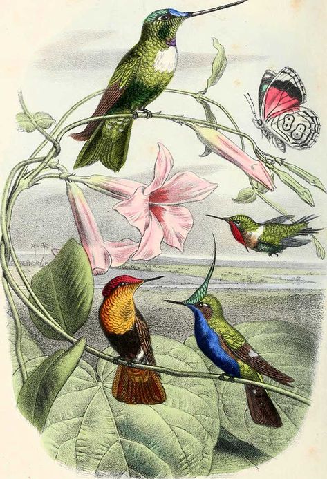 A wonderful collection of vintage hummingbird prints to download for free, all are in the Public Domain and copyright free. Hummingbird Drawings, Botanical Prints Free, Hummingbird Illustration, Hummingbird Drawing, Vintage Hummingbird, Hummingbird Print, Book Clip Art, Copyright Free Images, History Posters