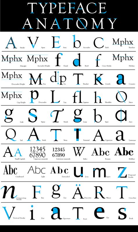 Typeface Anatomy by Alex Lang, via Behance Letter Anatomy Typography, Typeface Anatomy, Typography Anatomy, Font Anatomy, Anatomy Of Type, Letter Anatomy, Anatomy Of Typography, Lato Font, Type Anatomy