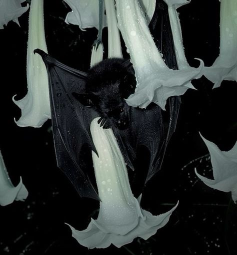 Fruit Bat, Vampire Goth, Baby Bats, Vampire Bat, Cute Bat, Pretty Animals, June 1, Doja Cat, Anton