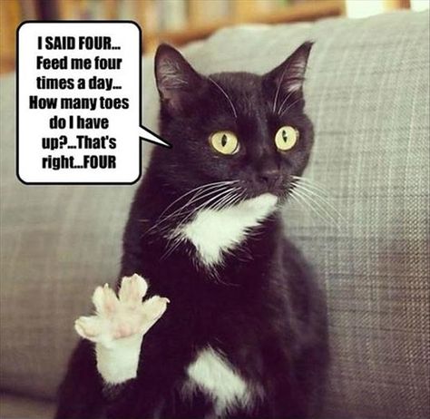 My cat is getting pushy. Humor Animal, Birthday Meme, Funny Cat Memes, Funny Cat Pictures, Funny Animal Pictures, Live Long, Crazy Cat Lady, Animal Memes, White Cat