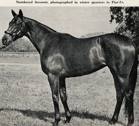 Numbered Account 1969-1996 mare - by Buckpasser (sire) and Intriguing (dam), Sire Side Busanda (grand dam and daughter of War Admiral),  Dam Side Glamour (grand dam and daughter of Striking) Striking is daughter of War Admiral. Famous Horses, Horse Story, Web 1, Thoroughbred Horse Racing, Sport Of Kings, Churchill Downs, Race Horses, Thoroughbred Horse, Horse Show