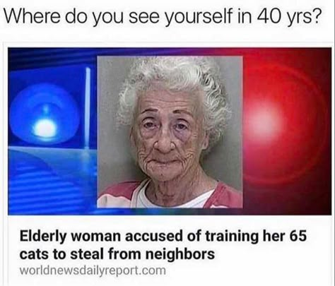 Funniest Memes of the Day ~ Funny news story cat lady elderly woman accused of training cats to steal from neighbors Crazy Funny Memes, Memes Humor, Hysterically Funny, Random Memes, Really Funny Memes, Funny Meme, Narnia, Makes Me Laugh, So Funny