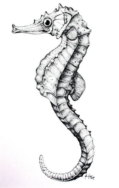 Seahorse Tattoo Stencil, Marine Animal Sketches, Sea Horse Sketch, Sea Horse Tattoo Design, Sea Horse Drawings, Sea Horse Tattoos, Seahorse Photography, Sea Horse Drawing, Sea Horse Tattoo