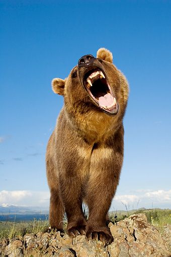 Bear Growling Drawing, Bear Growling, Aggressive Bear, Grizzly Bear Standing, Growling Bear, Wolverine Animal, Bear Character Design, Roaring Bear, Bear Standing