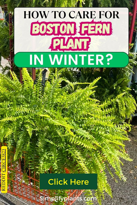 "Discover essential tips on how to bring your Boston Fern indoors for  winter! This guide covers Boston Fern care, including when to bring plants  indoors during winter and best practices for overwintering. Learn about  indoor Boston Ferns, their specific care needs, and how to create a  thriving fern garden. From choosing the right fern planters to ensuring  proper winter care, ensure your Boston Ferns thrive all season long. Winterizing Boston Ferns, Boston Fern Plant, Overwintering Boston Ferns, How To Winterize Boston Ferns, Caring For Ferns Indoors, Autumn Fern Care, How To Grow Ferns, Over Wintering Boston Ferns, Planting Ferns In Ground