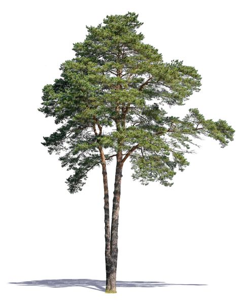 cut out pine tree - cut out trees and plants - VIShopper Trees Cutout, Tree Cutout, Tree Reference Photography, Tree Architecture, Tree Png, Pine Trees, Trees Png, Cut Out Photoshop, Tree Png Photoshop