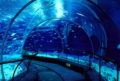 The Shanghai Ocean Aquarium in China features a 390ft underwater tunnel that allows visitors to walk through a coastal reef and open ocean without getting wet. Open Ocean Underwater, Underwater Building, Aquarium Tunnel, Underwater Tunnel, Aquarium Pictures, Aquarium Architecture, Ocean Aquarium, Self Sustaining, Underwater City