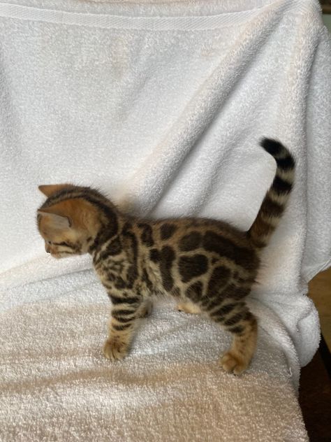 Bengal Kittens for sale near me in USA Bengal Kittens, Cute Bengal Cat, Kittens For Sale, Pet Cat, Bengal Cats, Mink Bengal Cat, Bangel Cats Kittens, Snow Bengal Cat Kittens, Burmese Kittens