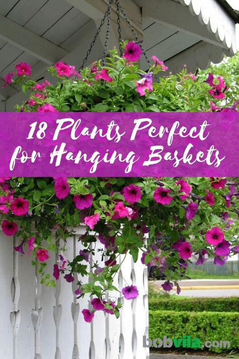 Hanging baskets are a beautiful addition to your landscape, especially if you have a small yard and don't have the space to plant flowers. Check out the best plants for hanging outdoors. | 18 Plants Perfect for Hanging Baskets Hanging Flowering Plants, Bourbon Meatballs, Flower Recipes, Hanging Plants Outdoor, Peter Piper, Pickled Peppers, Hari Om, Rustic Luxury, Gardening Inspiration