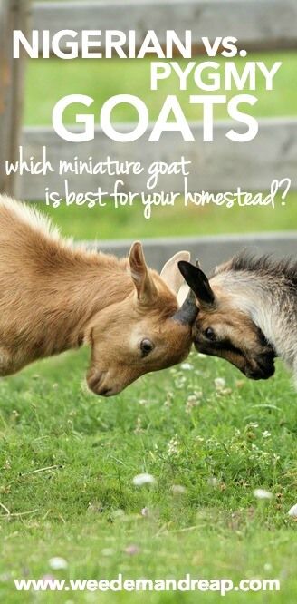 Miniature Goats, Keeping Goats, Pygmy Goats, Goat Pen, Homesteading Animals, Mini Goats, Pet Goat, Goat House, Raising Farm Animals