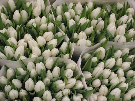 white tulips | Flickr - Photo Sharing! White Tulip Desktop Wallpaper, Tulips Desktop Wallpaper Hd 1080p Laptop, I Pad Wallpaper Ipad 4k, White Aesthetic Macbook Wallpaper, Tulips Wallpaper Laptop, Tulips Desktop Wallpaper, Tulips Wallpaper Desktop, Macbook Wallpaper Aesthetic 4k, White Laptop Wallpaper