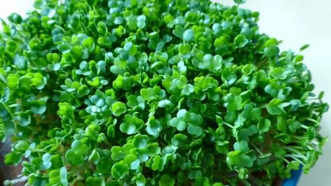 How To Grow Chia Seeds into Chia Sprouts From Scratch - Green Living Tribe How To Grow Chia Seeds, Grow Chia Seeds, Chia Plant Growing, Chia Seed Growing Fun, Growing Chia Seeds, Ways To Consume Chia Seeds, Phytic Acid, Chia Seeds, Green Living