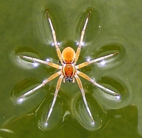 Six spotted fishing spider - dolomedes triton emmy Fishing Spider, Water Spider, Fractals In Nature, Bug Trap, Water Artwork, Spider Drawing, Jumping Spider, Beautiful Bugs, Arthropods