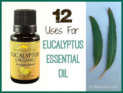 Eucalyptus Oil Uses - A Powerhouse Essential Oil Eucalyptus Oil Uses, Frankincense Essential Oil Uses, Essential Oil Beauty, Essential Oils For Headaches, Mountain Rose Herbs, Homemade Ranch Dressing, Naturopathic Medicine, Homemade Ranch, Frankincense Essential Oil