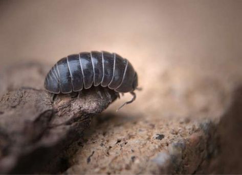 Creepy AND crawly! If you have damp cardboard or rotting wood in your garage, it's more than likely you have pill bugs inhabiting your space. Learn about how you can keep these pesky insects out of your home. | 10 Pests That Might Be Living in Your Garage Potato Bugs, Rollie Pollie, Jack Osbourne, Rolly Polly, Pill Bug, Baby Bug, Garden Bugs, Animal Reference, Bug Art