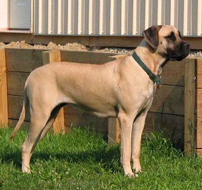 American Mastiff American Mastiff, Ancient Dog Breeds, Guard Dog Breeds, French Mastiff, Giant Dog Breeds, Mastiff Breeds, Mastiff Puppies, Mastiff Dogs, Terrier Breeds