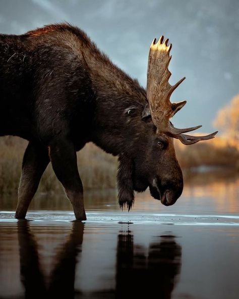 Yellowstone Moose Reference, Xmas Scenes, Moose Pics, Moose Painting, Moose Family, Moose Pictures, Trip To Alaska, Magical Animals, American Wildlife