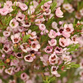 Wax Flower makes an attractive addition to wedding arrangements! Wax Flower is a flowering shrub that has multiple blooms per stem, making it a wonderful choice for a filler flower. These romantic, long lasting blooms, symbolize lasting success and have been used in wedding bouquets and centerpieces as a sign of lasting love and patience. Pink Wax Flower, Wedding Flowers Peonies, Cheap Wedding Flowers, Wax Flower, Wax Flowers, Flower Care, Diy Wedding Flowers, Floral Supplies, Flower Lights