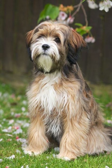 Tibet Terrier, Tibetan Terrier, Dogs Breeds, Havanese Dogs, Terrier Breeds, About Dogs, Pet Photography, Dog Activities, Lhasa