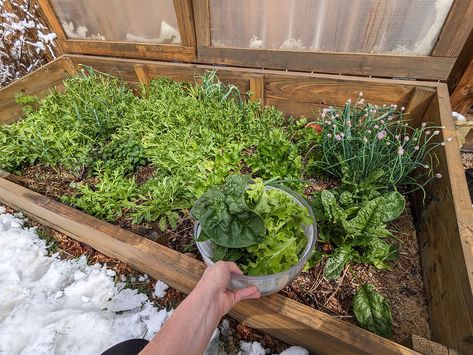 Year-Round Gardening in Colorado Winter Greenhouse Gardening, Cold Frame Raised Bed, Gardening In Colorado, Colorado Gardening, Colorado Garden, Hardening Off Seedlings, Cold Frame Gardening, Solar Heat, Hoop House