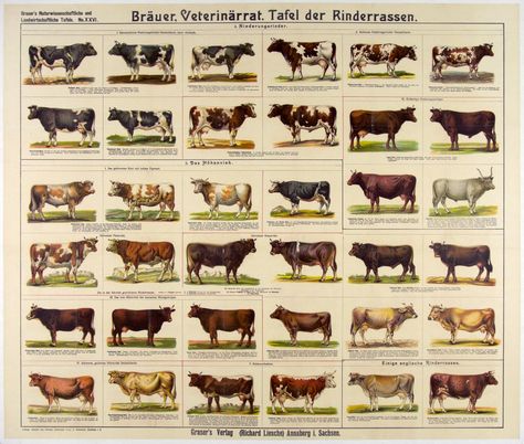 Species Poster, Cow Breeds, Cow Facts, Mini Highland Cow, Breeds Of Cows, Dairy Cattle, School Poster, Cattle Breeds, Beef Cattle