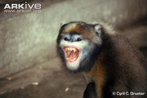 (1) A FUN DUNGEON / Twitter Monkey Photos, Snub Nosed Monkey, Non Human, Animal Farm, Animal Photos, Weird Animals, Primates, The Gray, Animal Photo