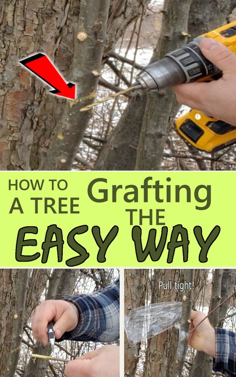 Grafting a tree How To Graft Apple Trees, Apple Tree Grafting, Graphting Trees, Propagating Apple Trees From Cuttings, Grafting Trees, Growing Apple Trees, Plant Grafting, Tree Grafting, Apple Tree From Seed