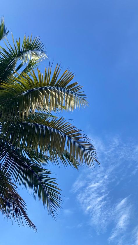 Fake Snap Pics For Insta Story, Fake Beach Snaps, Fake Ig Photos, Fake Pictures Snapchat, Palm Trees Aesthetic, Beach Snap, Playa Ideas, Sky Photography Nature, Kampot