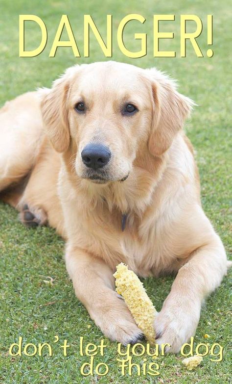 I didn't think about pieces of corn cob that could get stuck in the dog's throat! Can Dogs Eat Corn, Puppy Training Treats, Dog Eats, Puppy Tips, Plant Corner, Golden Retriever Funny, Puppies Tips, Medication For Dogs, Corn Plant