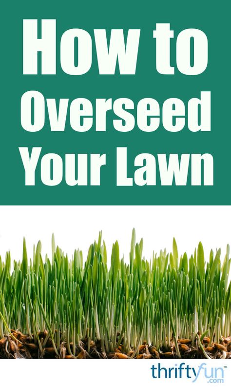 Reseeding Lawn, Overseeding Lawn, Lawn Care Schedule, Growing Grass, Diy Lawn, Aerate Lawn, Lawn Care Tips, Lush Lawn, Healthy Lawn