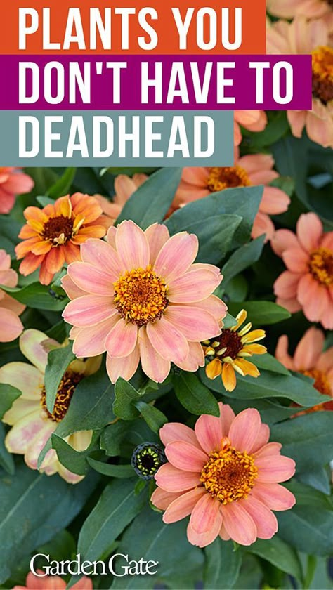 Deadheading, Container Gardening Flowers, Garden Wallpaper, Easy Care Plants, Summer Plants, Garden Containers, Outdoor Flowers, Garden Yard Ideas, Low Maintenance Plants