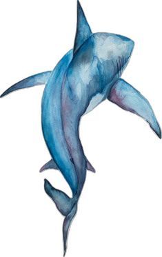 Ocean Art Painting, Shark Drawing, Diy Watercolor Painting, Canvas Painting Designs, Fruit Painting, Watercolor Art Lessons, Great White Shark, Great White, Watercolor Sketch