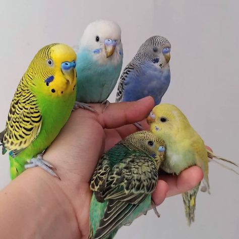 Budgies Bird, Budgie Parakeet, Funny Parrots, Parakeets, Funny Birds, Cute Animal Photos, Pretty Birds, Cute Birds, Cute Creatures