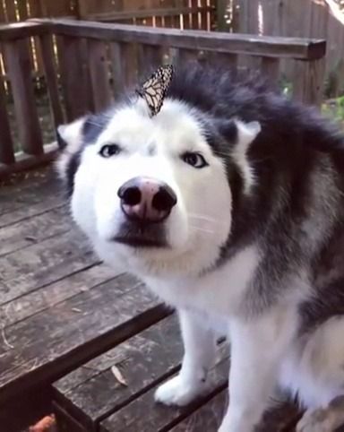 Husky Funny, A Husky, Husky Dogs, Cute Dogs And Puppies, Cute Cats And Dogs, Siberian Husky, Cute Little Animals, Cute Funny Animals, Funny Animal Videos