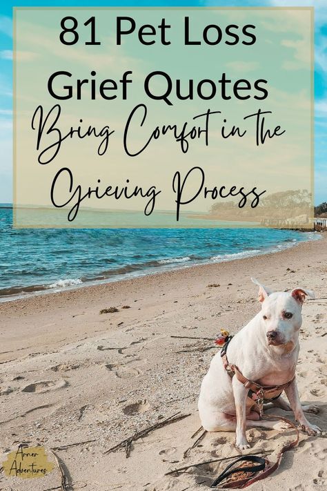 Pet grief quotes have been found to help with comfort during the grieving process as a pet parent.The topic of pet loss and grief is not new to us. Our pets have always been our children, so when the loss arrives, it is devastating. The loss of a pet has been the worst experience we have had. Losing Your Dog Quotes, Quotes About Losing A Dog, Losing A Dog Quotes, Quotes For Healing, Losing A Pet Quotes, Pet Condolences, Loss Of Pet, Coping With Loss, Pet Sympathy Cards