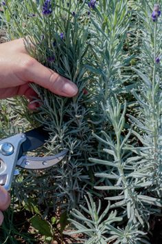 How To Dry Lavender Leaves, How To Trim Lavender Plants, Caring For Lavender Plants Outdoor, Front House Plants, Things To Do With Lavender Plant, What To Plant With Lavender, What To Do With Lavender, Grow Lavender Indoors, Lavender Vinegar