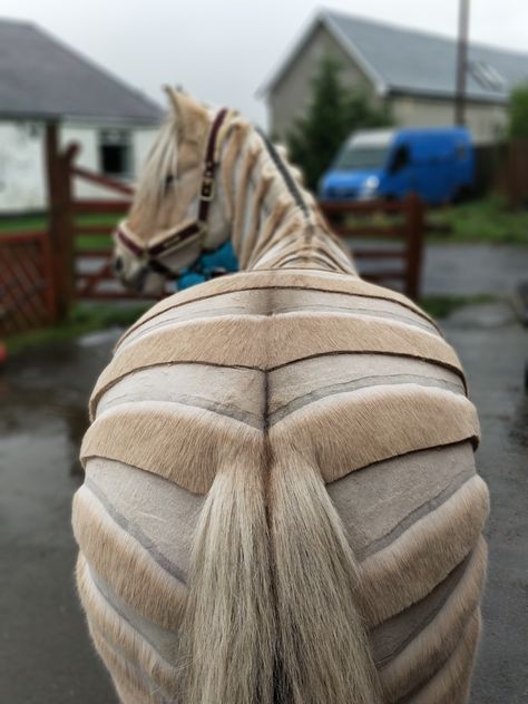 Horse Shaving Designs, Horse Clipping Designs, Horse Halloween Costumes, Horse Clip Art, Horse Braiding, Rare Horses, Show Jumping Horses, Horse Clipping, Horse Mane