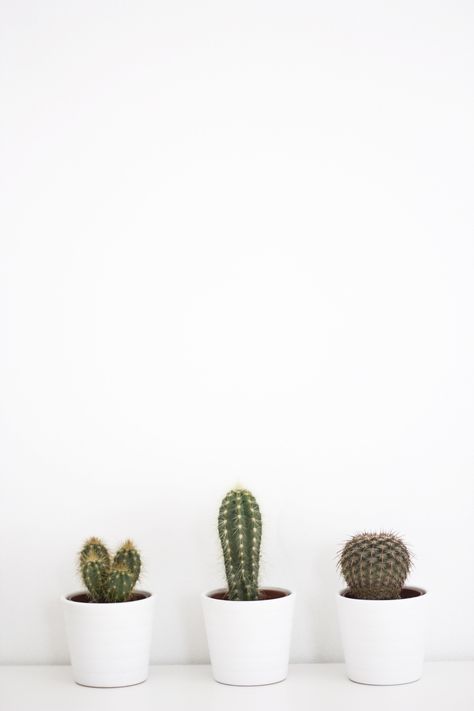 Kaktus Dan Sukulen, New Wallpaper Iphone, Plant Wallpaper, Cactus Art, Plant Aesthetic, Minimalist Photography, Minimalist Wallpaper, White Wallpaper, I Wallpaper